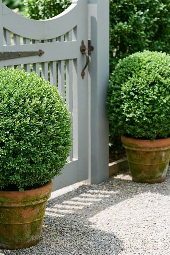 Boxwood topiaries in terracotta pots at gray garden gate