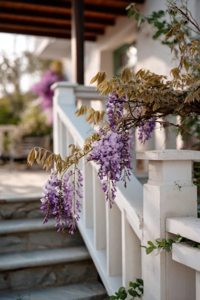  The Wisteria from Nutley