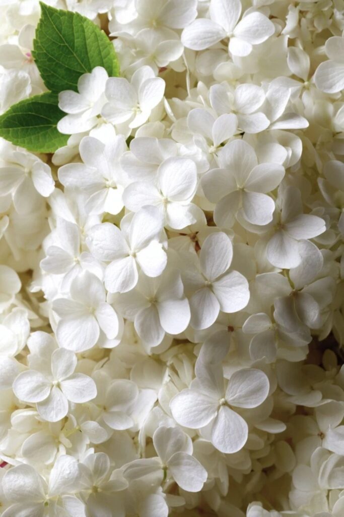 13. White Hydrangeas From Above