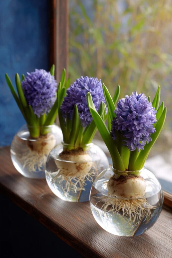 8. Hyacinths Forced in Glass Bulb Vases