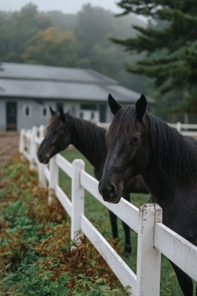 Canadian Friesian Horses in Custom Paddocks